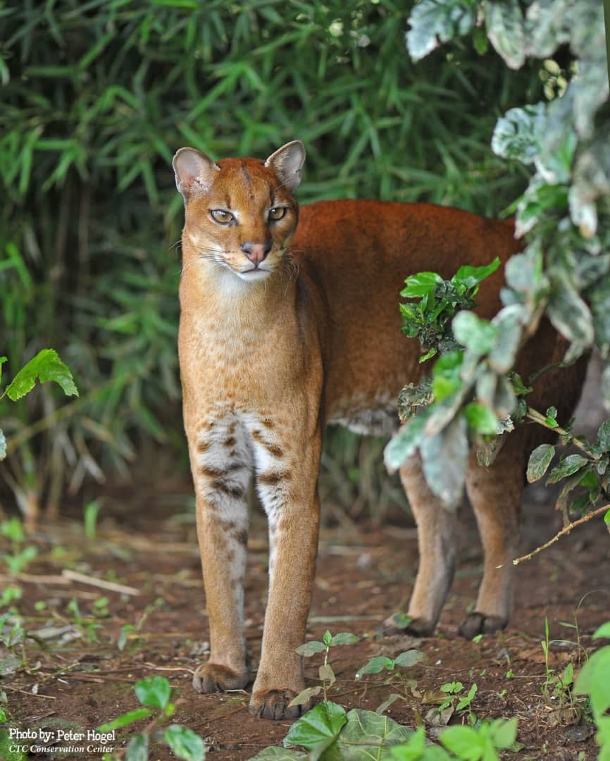 An African Golden Cat